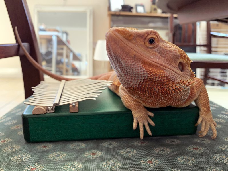 27_Kalimba Snooze 1.JPG