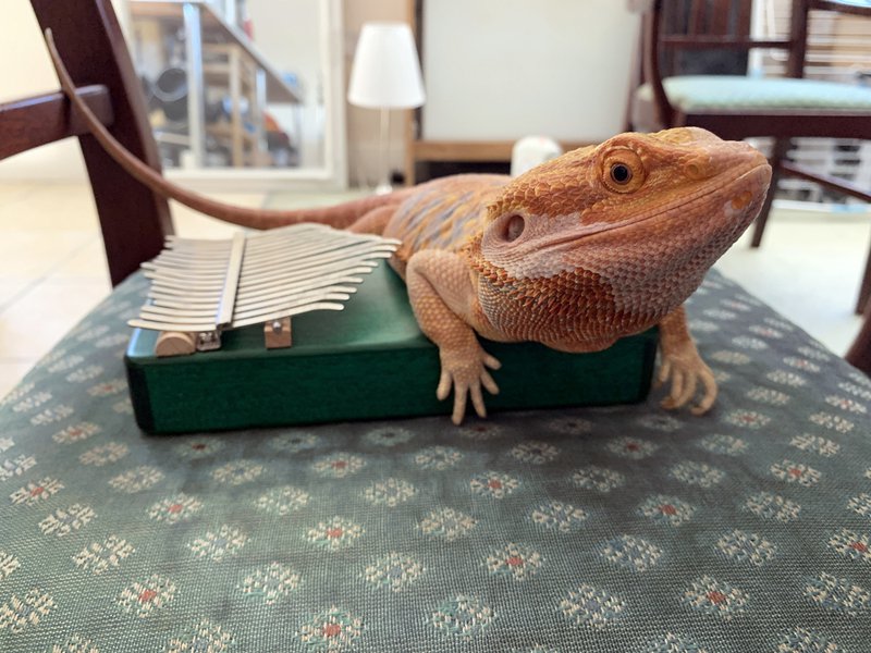 27_Kalimba Snooze 2.JPG