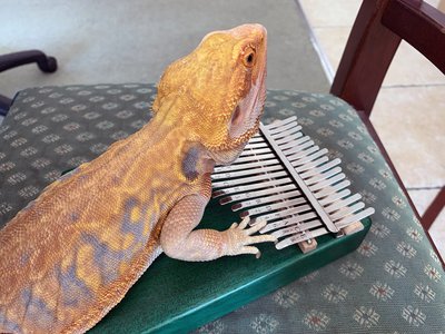 35_Kalimba Play 1.JPG