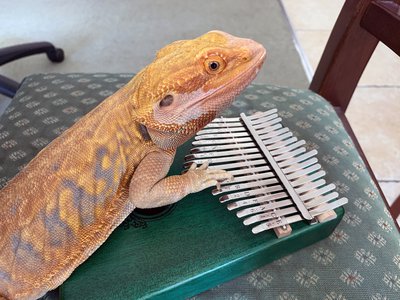 35_Kalimba Play 2.JPG