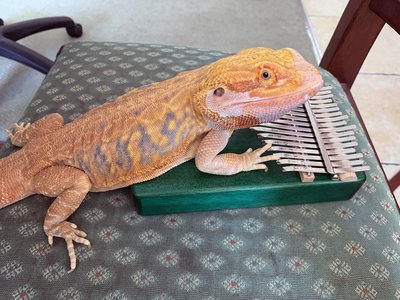 35_Kalimba Play 3.jpg