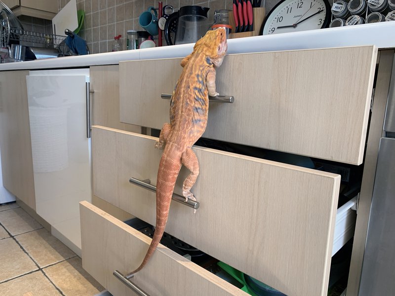 37_Kitchen Counter 1.JPG