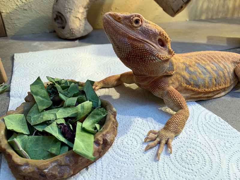 39_Ending (Salad) 1.JPG